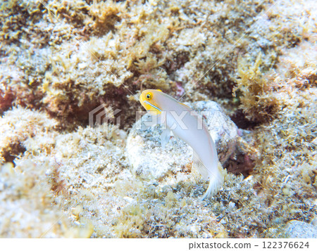 可愛的紅甲蟲蝦虎魚（Gobiidae）等。 靜岡縣伊豆半島加茂郡南伊豆町中木広濱2024 122376624