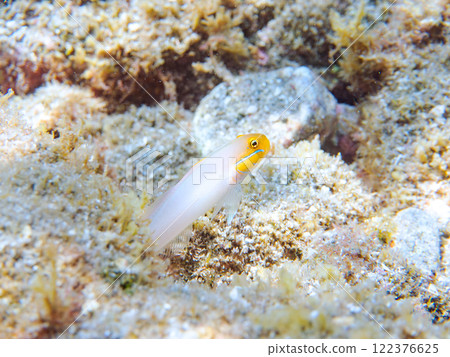 可愛的紅甲蟲蝦虎魚（Gobiidae）等。 靜岡縣伊豆半島加茂郡南伊豆町中木広濱2024 122376625