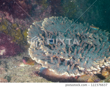 Beautiful table coral and cute juvenile angelfish (family Angelfish) and others. Nakagi Hirizo Beach, Minamiizu Town, Kamo District 122376637