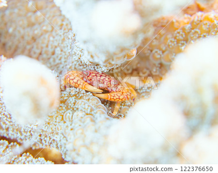 Beautiful reticulated coral crabs and others living on table coral. Coral bleaching. Nakagi Hirizo Beach, Minamiizu-cho, Kamo-gun, Izu Peninsula Beautiful reticulated coral crabs and others living on table coral. Coral bleaching. Nakagi Hirizo Beach, Minamiizu-cho, Kamo-gun, Izu Peninsula 122376650