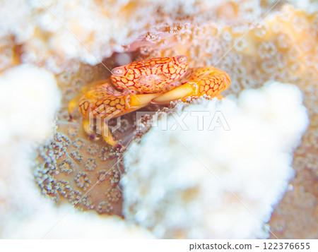 Beautiful reticulated coral crabs and others living on table coral. Coral bleaching. Nakagi Hirizo Beach, Minamiizu-cho, Kamo-gun, Izu Peninsula Beautiful reticulated coral crabs and others living on table coral. Coral bleaching. Nakagi Hirizo Beach, Minamiizu-cho, Kamo-gun, Izu Peninsula 122376655