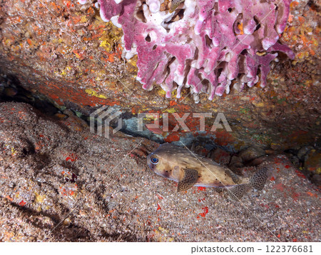 水下洞穴中的美麗大型石垣河豚（豪豬科）。靜岡縣伊豆半島加茂郡南伊豆町中木埼浜 122376681