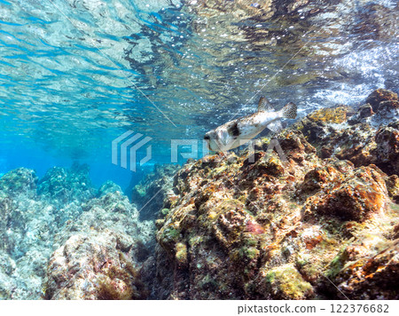 A beautiful and large porcupine pufferfish (family Porcupinefish) in an underwater cave. Nakagi Hirizo Beach, Minamiizu-cho, Kamo-gun, Izu Peninsula, Shizuoka Prefecture A beautiful and large porcupine pufferfish (family Porcupinefish) in an underwater cave. Nakagi Hirizo Beach, Minamiizu-cho, Kamo-gun, Izu Peninsula, Shizuoka Prefecture 122376682