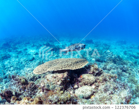 A beautiful and large Acropora punctata and a beautiful and large Ishigaki pufferfish. Nakagi Hirizo Beach, Minamiizu-cho, Kamo-gun, Izu Peninsula, Shizuoka Prefecture, 2024 122376706