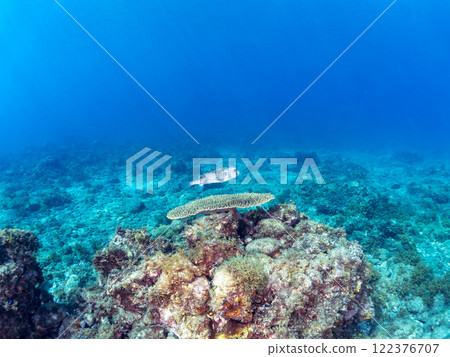 Entaku Acropora 和美麗的大型石垣河豚魚。靜岡縣伊豆半島加茂郡南伊豆町中木広濱2024 Entaku Acropora 和美麗的大型石垣河豚魚。靜岡縣伊豆半島加茂郡南伊豆町中木広濱2024 122376707