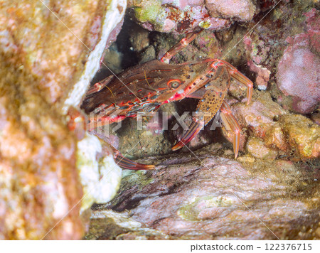 Beautiful stone crab (Portunidae family). Nakagi Hirizo Beach, Minamiizu-cho, Kamo-gun, Izu Peninsula, Shizuoka Prefecture, 2024 122376715