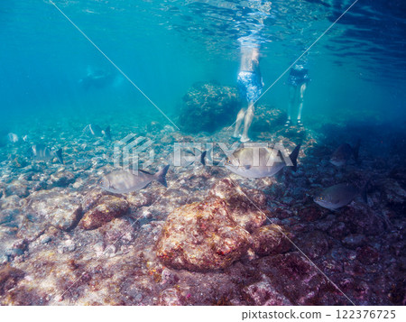 A beautiful flock of Japanese barracudas (family Barracudaidae) on the shoreline. Nakagi Hirizo Beach, Minamiizu-cho, Kamo-gun, Izu Peninsula, Shizuoka Prefecture, 2024 A beautiful flock of Japanese barracudas (family Barracudaidae) on the shoreline. Nakagi Hirizo Beach, Minamiizu-cho, Kamo-gun, Izu Peninsula, Shizuoka Prefecture, 2024 122376725