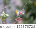 白眼鳥從模糊的花朵中吸取花蜜 122376728