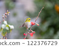 白眼鳥從模糊的花朵中吸取花蜜 122376729
