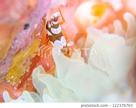 A beautiful translucent sea anemone shrimp (family: Scallopidae). Nakagi Hirizo Beach, Minamiizu-cho, Kamo-gun, Izu Peninsula, Shizuoka Prefecture, 2024 122376763