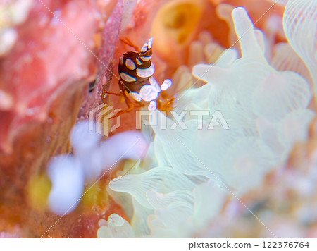 A beautiful translucent sea anemone shrimp (family: Scallopidae). Nakagi Hirizo Beach, Minamiizu-cho, Kamo-gun, Izu Peninsula, Shizuoka Prefecture, 2024 122376764