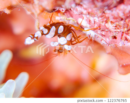 A beautiful translucent sea anemone shrimp (family: Scallopidae). Nakagi Hirizo Beach, Minamiizu-cho, Kamo-gun, Izu Peninsula, Shizuoka Prefecture, 2024 122376765
