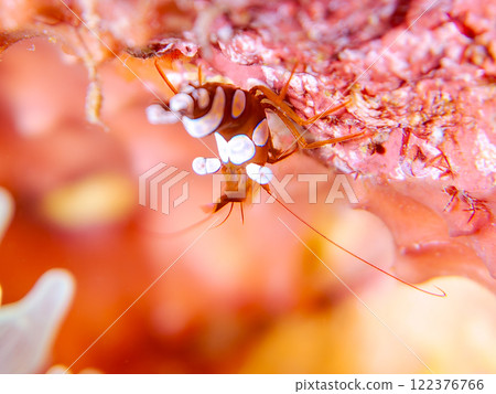 A beautiful translucent sea anemone shrimp (family: Scallopidae). Nakagi Hirizo Beach, Minamiizu-cho, Kamo-gun, Izu Peninsula, Shizuoka Prefecture, 2024 122376766