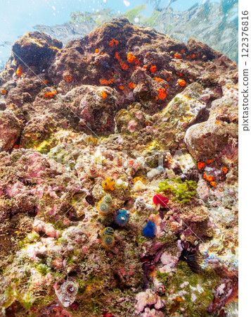 寄生在珊瑚上的美麗的花朵狀帶刺百合。 122376816