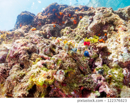 寄生在珊瑚上的美麗的花朵狀帶刺百合。 122376823