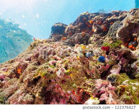 寄生在珊瑚上的美麗的花朵狀帶刺百合。 122376827