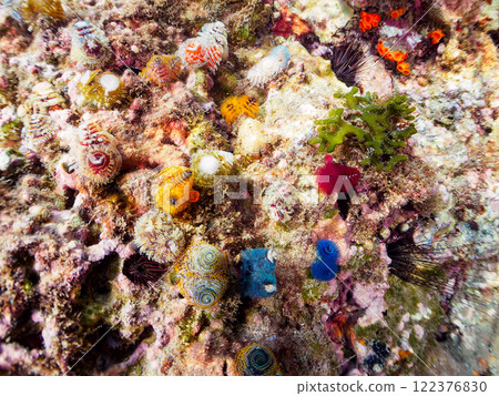 寄生在珊瑚上的美麗的花朵狀帶刺百合。 122376830