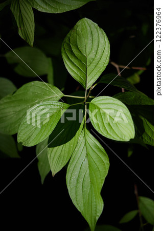 The vibrant green leaves create a stunning visual contrast against a dark background 122376964