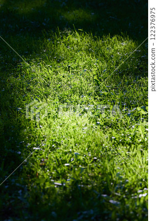 The Sunlit Green Grass Creates a Naturally Calm and Serene Atmosphere All Around 122376975
