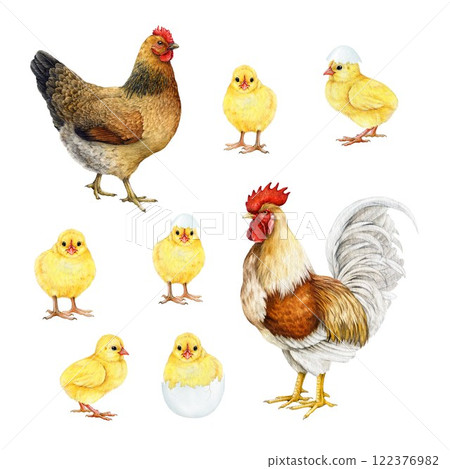 Rooster, hen and small chicks watercolor illustration set. Hand drawn domestic birds on white background painted collection. Chicken family with fowl and hen countryside village birds Rooster, hen and small chicks watercolor illustration set. Hand drawn domestic birds on white background painted collection. Chicken family with fowl and hen countryside village birds 122376982