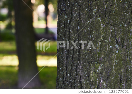 Closeup of tree bark shows intricate textures with a blurred serene park background 122377001