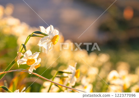 Daffodils in full bloom at Tsumekizaki, Izu Peninsula, Shizuoka Prefecture 122377096