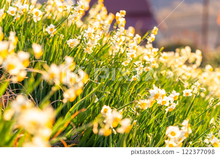 Daffodils in full bloom at Tsumekizaki, Izu Peninsula, Shizuoka Prefecture 122377098