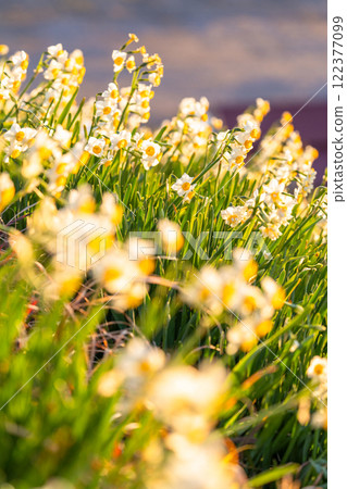 Daffodils in full bloom at Tsumekizaki, Izu Peninsula, Shizuoka Prefecture 122377099