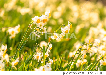 Daffodils in full bloom at Tsumekizaki, Izu Peninsula, Shizuoka Prefecture 122377100