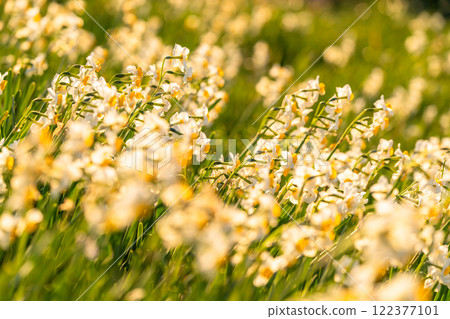 Daffodils in full bloom at Tsumekizaki, Izu Peninsula, Shizuoka Prefecture 122377101