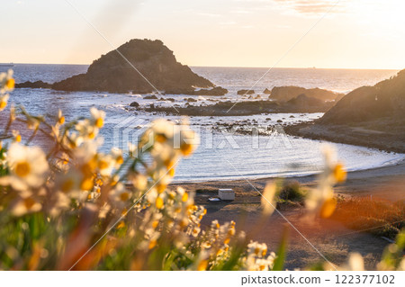 Daffodils in full bloom at Tsumekizaki, Izu Peninsula, Shizuoka Prefecture 122377102