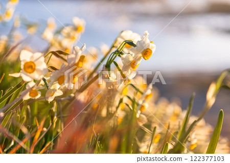 Daffodils in full bloom at Tsumekizaki, Izu Peninsula, Shizuoka Prefecture 122377103
