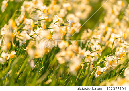 Daffodils in full bloom at Tsumekizaki, Izu Peninsula, Shizuoka Prefecture 122377104