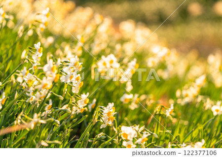 Daffodils in full bloom at Tsumekizaki, Izu Peninsula, Shizuoka Prefecture 122377106