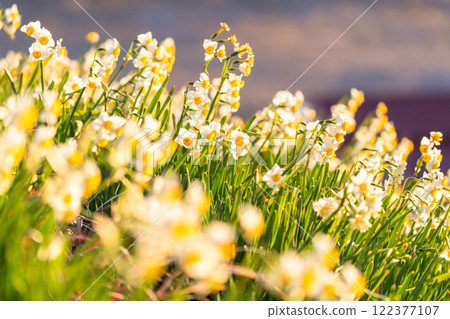 Daffodils in full bloom at Tsumekizaki, Izu Peninsula, Shizuoka Prefecture 122377107
