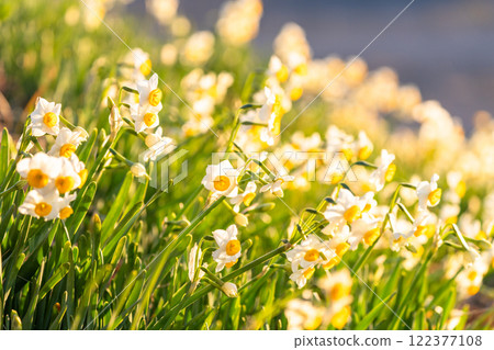 Daffodils in full bloom at Tsumekizaki, Izu Peninsula, Shizuoka Prefecture 122377108