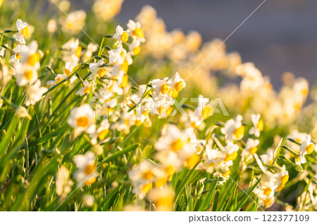 [靜岡縣]伊豆半島築木崎水仙花盛開 122377109