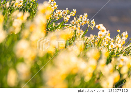 Daffodils in full bloom at Tsumekizaki, Izu Peninsula, Shizuoka Prefecture 122377110