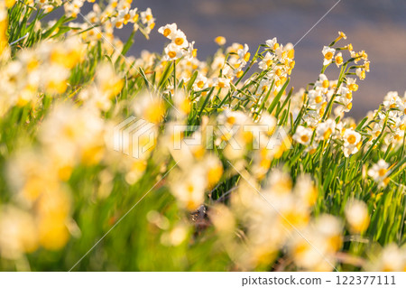 Daffodils in full bloom at Tsumekizaki, Izu Peninsula, Shizuoka Prefecture 122377111
