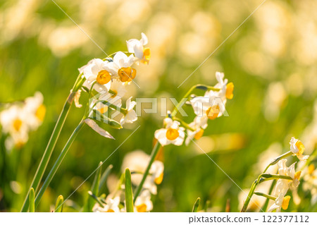 Daffodils in full bloom at Tsumekizaki, Izu Peninsula, Shizuoka Prefecture 122377112