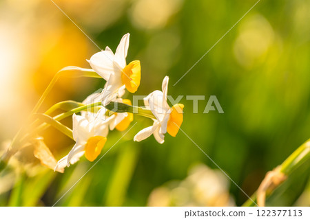 [靜岡縣]伊豆半島築木崎水仙花盛開 122377113