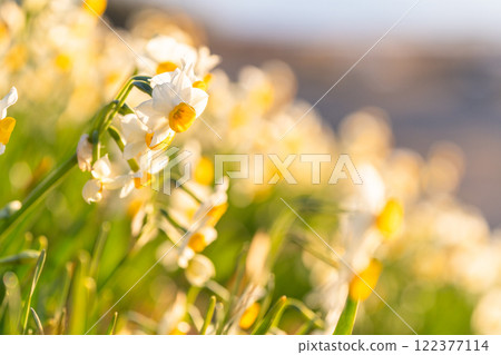 Daffodils in full bloom at Tsumekizaki, Izu Peninsula, Shizuoka Prefecture 122377114