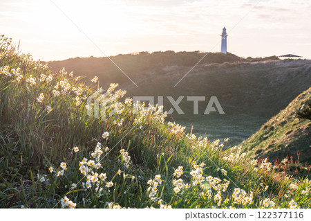 [靜岡縣]伊豆半島築木崎水仙花盛開 122377116