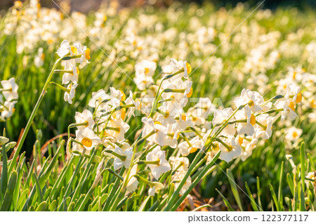 Daffodils in full bloom at Tsumekizaki, Izu Peninsula, Shizuoka Prefecture 122377117