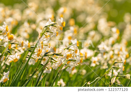Daffodils in full bloom at Tsumekizaki, Izu Peninsula, Shizuoka Prefecture Daffodils in full bloom at Tsumekizaki, Izu Peninsula, Shizuoka Prefecture 122377120