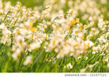 Daffodils in full bloom at Tsumekizaki, Izu Peninsula, Shizuoka Prefecture 122377121