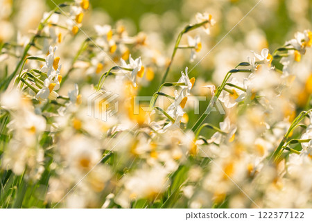 Daffodils in full bloom at Tsumekizaki, Izu Peninsula, Shizuoka Prefecture 122377122