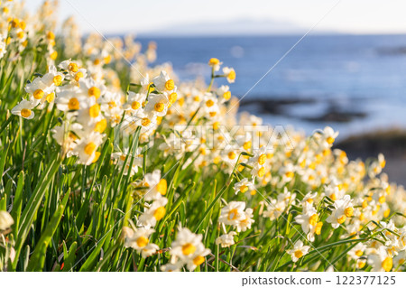 Daffodils in full bloom at Tsumekizaki, Izu Peninsula, Shizuoka Prefecture 122377125