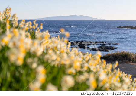 Daffodils in full bloom at Tsumekizaki, Izu Peninsula, Shizuoka Prefecture 122377126