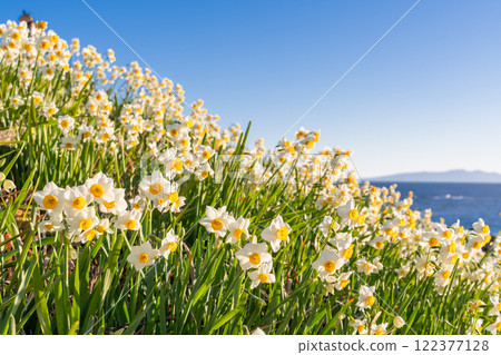 Daffodils in full bloom at Tsumekizaki, Izu Peninsula, Shizuoka Prefecture 122377128